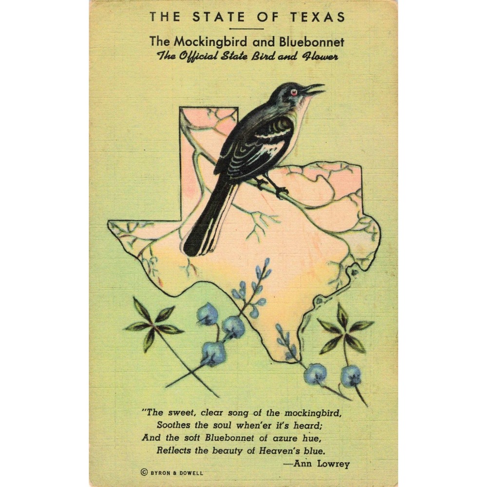 Vintage 1950 Texas State Bird Mockingbird Bluebonnet Linen Postcard El Campo TX - Picture 1 of 2